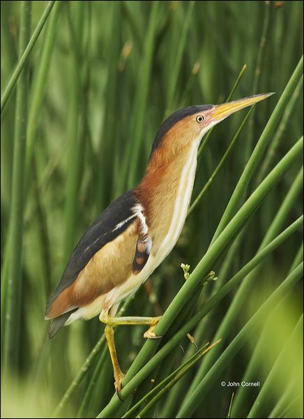 Least Bittern;Florida;Southeast USA;Bittern;Ixobrychus exilis;Everglades;one animal;close-up;color image;nobody;photography;day;outdoors. Wildlife;birds;animals in the wild;One;avifauna;bird;feather;feathered;outdoors;outside;untamed;wild;color;color photograph;daytime;close up;feathers;wilderness;perch;perching;watching;watchful;Close up